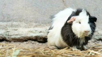 Front view of cute pet hamster black and white color. sitting on on straw. photo