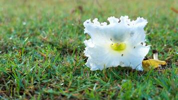 Abstract white flower of Trumpet Tree with black ants. Falling flowers on the green grass. photo