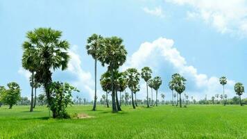 Area for planting seedlings of lush rice. There were tall and large palm trees lined up alternately. Under blue sky and white clouds. photo