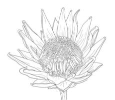 Hand drawn realistic protea flower. Line art. vector