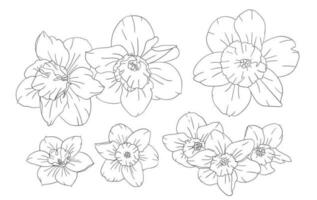 Hand drawn daffodil flower in different angles. vector