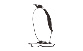 Penguin Line Art on a transparent background png