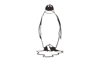 Penguin Line Art on a transparent background png