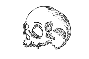 Human Skull Line Art With Transparent Background png