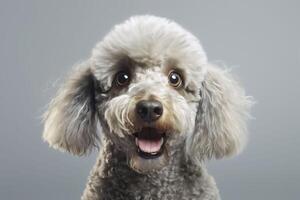 The poodle is surprised. . photo