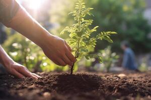 volunteer planting new tree in dirt in an urban garden with photo