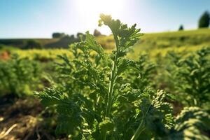 kale plant growing in a field in the summer sunny day in the countryside with photo