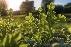 kale plant growing in a field in the summer sunny day in the countryside with photo