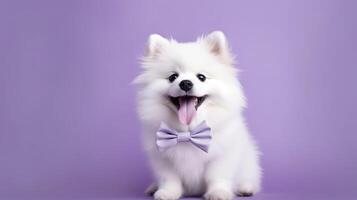 linda perro de Pomerania perrito en un arco Corbata en un lila antecedentes. generativo ai. foto