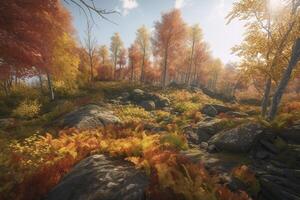 Autumn forest. . photo