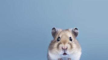 Hamster. Copy space, background. . photo