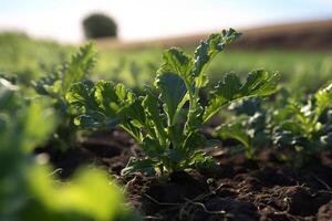 kale plant growing in a field in the summer sunny day in the countryside with photo