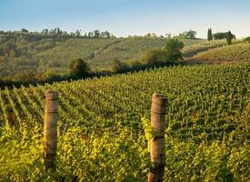 The Italian countryside's vineyards photo