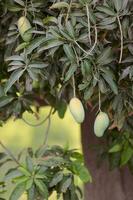 manojo de crudo verde mango colgando en árbol mango colgando en jardín rojo mango hermosa mango árbol foto