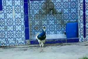 Indian Blue Peafowl Standing With Blue Pattern Wall Indian Pattern Blue Peacock photo