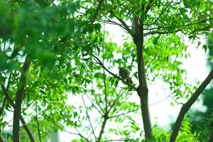 sparrow bird sitting on the brach of a tree in morning photo