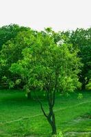 un árbol en un campo con verde hojas y un árbol en el primer plano. foto