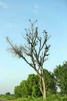 muerto árbol con volador aves en pie en eso foto