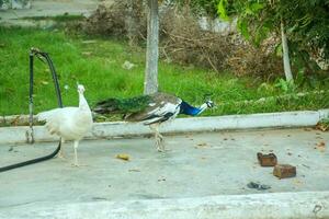 Indian Blue and White Peafowl in Zoo photo