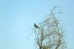 A bird on the tree top against the blue sky in the background photo