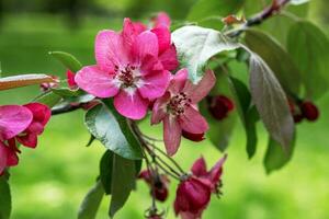 Pink apple tree flowers on a branch in spring. photo