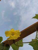 cucumber flower, sky space,yellow flower photo