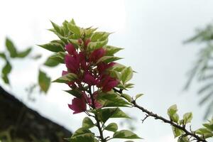 buganvillas glabra, rojo papel flor en contra un nublado cielo antecedentes en el Mañana foto