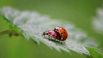 Pair of ladybugs having sex on a leaf as couple in close-up to create the next generation of plant louse killers as natural pest control in agriculture with a bouquet background and copy space video