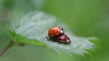 Pair of ladybugs having sex on a leaf as couple in close-up to create the next generation of plant louse killers as natural pest control in agriculture with a bouquet background and copy space video