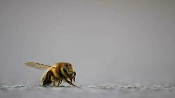 soltero abeja en suelo aseo alas y piernas antes de coleccionar polen como importante polinizador para miel producción en de cerca macro ver con detallado alas y abeja cuerpo en bajo ángulo ver en calle video