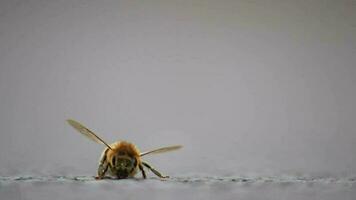 soltero abeja en suelo aseo alas y piernas antes de coleccionar polen como importante polinizador para miel producción en de cerca macro ver con detallado alas y abeja cuerpo en bajo ángulo ver en calle video