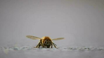 Single bee on ground grooming wings and legs before collecting pollen as important pollinator for honey production in close-up macro view with detailed wings and bee body in low angle view on street video