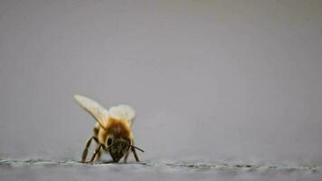 Single bee on ground grooming wings and legs before collecting pollen as important pollinator for honey production in close-up macro view with detailed wings and bee body in low angle view on street video