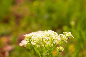 White flower common yarrow close up view from above photo