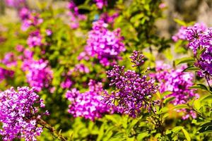 Big lilac branch bloom. Bright blooms of spring lilacs bush. Spring purple lilac flowers close-up on blurred background. Bouquet of purple flowers photo