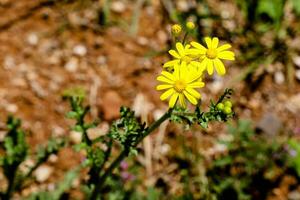 A yellow flower is in the foreground of a field. photo