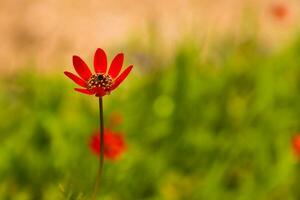 A red flower stands out against a green background. photo
