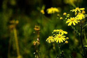 Group of yellow daisy flower in park and blurred background. photo