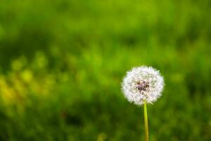 lote de diente de león de cerca en naturaleza en primavera en contra fondo de verde naturaleza. modelo para verano vacaciones en naturaleza foto