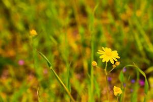 Group of yellow daisy flower in park and blurred background. photo