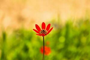 A red flower stands out against a green background. photo