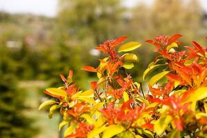 A bush with red leaves in the foreground photo