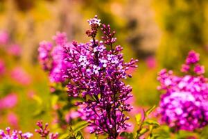 Big lilac branch bloom. Bright blooms of spring lilacs bush. Spring purple lilac flowers close-up on blurred background. Bouquet of purple flowers photo