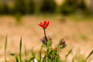 un rojo flor soportes fuera en contra un verde antecedentes. foto