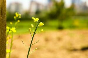 un campo de amarillo flores con un verde campo en el antecedentes. foto