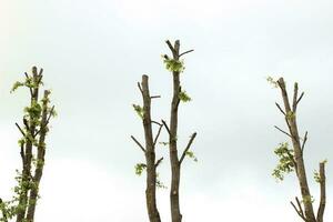 Urban beautification. Plant pruning. Trunks of tall trees with little foliage against the sky photo