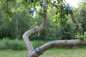 Pruning an apple tree in a city garden photo