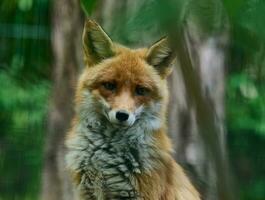 Portrait of a wild red fox in green foliage photo