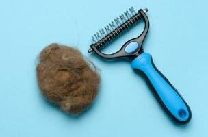 Animal trimmer and a tuft of gray wool on a blue background, top view. Item for grooming photo