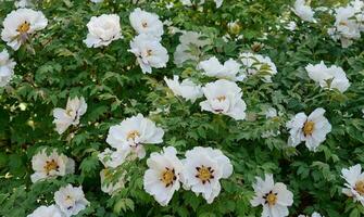 Tree peony bush with green leaves and white flowers in the park photo